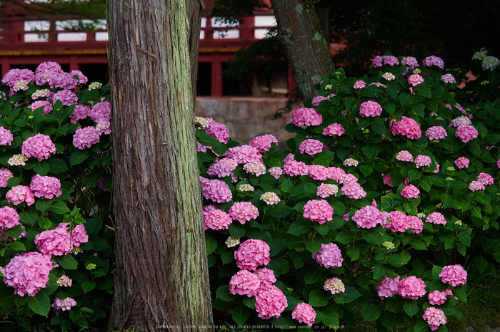 紫陽花や 奈良 矢田寺 紫陽花（見頃・後編） 2015 ／ OLYMPUS OM-D E-M1 - お写ん歩